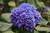  Hydrangea macrophylla Let's Dance Sky View 325084 
