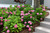  Hydrangea macrophylla Let's Dance Sky View 325084 