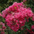 Lagerstoemia Lagerstroemia indica Tonto 197798 
