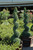 Juniperous Juniperus chinensis Spiral 208190 