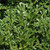  Buxus microphylla Franklins Gem 201945 