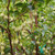 Other Dec. Tree Styrax japonicus 202032 