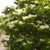 Other Dec. Tree Syringa reticulata Ivory Silk 202034 