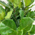 12" & Up Foliage FICUS LYRATA STD 17" 