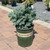 Picea pungens Glauca Globosa 204228