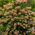  Hydrangea paniculata Vanilla Strawberry 208539 