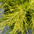 Juniperous Juniperus chinensis Sea of Gold 209018 