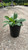 Other Shade Per. Lobelia Siphilitica 210688 