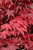 Acer palmatum Emperor l 211388