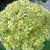Hydrangea arborescens Lime Ricky 211768
