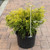 Chamacyparis Chamaecyparis pisifera Gold Mop 215771 