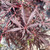  Acer palmatum dissectum Tamukeyama 215903 