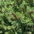 Pinus mugo Gnom 216163