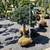 Juniperus squamata Blue Star 216166