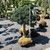 Juniperous Juniperus squamata Blue Star 216166 