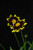  Coreopsis Cosmic Eye 317393 