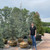 Cedrus atlantica Glauca SPEC 325190