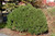  Ilex glabra Shamrock 226054 