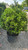  Ilex glabra Shamrock 226054 