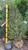  Ilex aquipernyi Dragon Lady 226620 