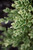 Buxus sempervirens Variegata 227727