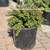  Cotoneaster dammeri Tom Thumb 227731 
