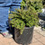  Cotoneaster dammeri Tom Thumb 227731 