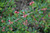  Cotoneaster dammeri Tom Thumb 227731 