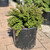  Cotoneaster dammeri Tom Thumb 227731 