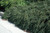  Cotoneaster dammeri Tom Thumb 227731 