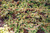  Cotoneaster dammeri Streibs Finding 228106 