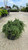  Cotoneaster dammeri Streibs Finding 228106 