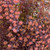 Other Deciduous Physocarpus opulifolius Summer Wine 228200 