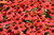 Echinacea Strawberry Deluxe 325427