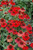  Echinacea Strawberry Deluxe 325427 