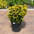 Chamaecyparis obtusa Filicoides Aurea 230506