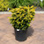 Chamacyparis Chamaecyparis obtusa Filicoides Aurea 230506 