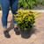 Chamacyparis Chamaecyparis obtusa Filicoides Aurea 230506 