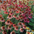  Echinacea Cheyenne Spirit 230593 