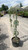  Cedrus atlantica Glauca Pendula 230634 
