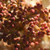  Hydrangea quercifolia Snow Queen 233418 