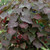 Other Dec. Tree Cercis canadensis Ruby Falls 233420 