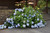 Hydrangea macrophylla Blue Enchantress 236664