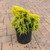 Juniperus chinensis Saybrook Gold 238518