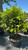 Other Ever. Sh. Aucuba japonica Mr Goldstrike 239390 