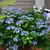  Hydrangea macrophylla E.S.Twist and Shout 239391 
