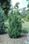 Juniperus chinensis Blue Point 239607