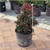 Lagerstoemia Lagerstroemia indica Plum Magic 239819 