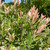 Other Dec. Tree Salix integra Hakuro Nishiki 239830 