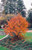Other Dec. Tree Stewartia pseudocamellia 215896 